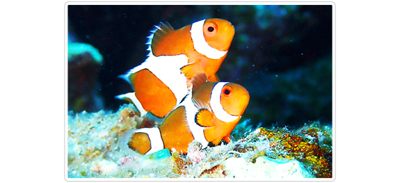 念願の海へ！カラフルな魚と泳ぐ